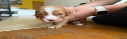 Mixed Breed dogs for sale: Beautiful Cockalier Puppies for Sale in Halifax - Advert 6
