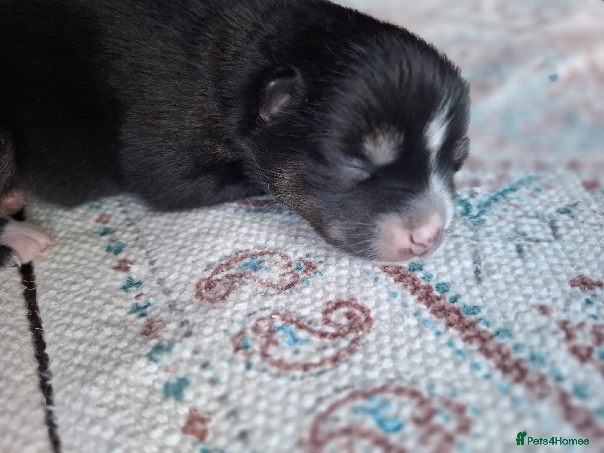 Pomsky dogs for sale: Beautiful Pomsky Puppies 3 Girls & 1 Boy Available in Carlisle - Advert 3