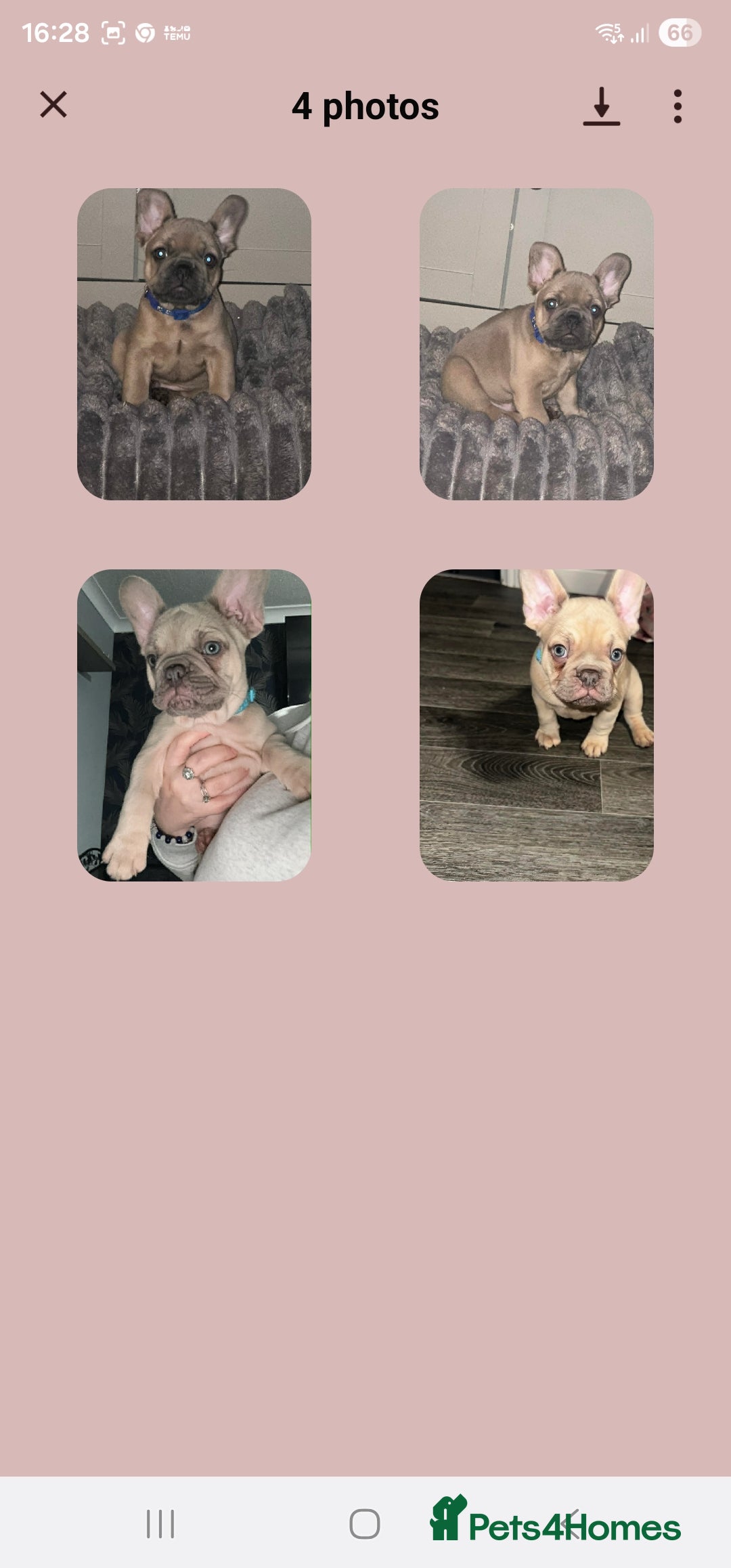 French Bulldog dogs Pure breed French bulldogs  - Advert 3