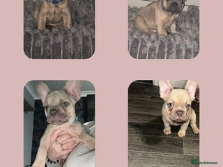 French Bulldog dogs Pure breed French bulldogs - Advert 3