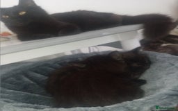 Mixed Breed cats for sale: Two long haired black kittens  - Image 3