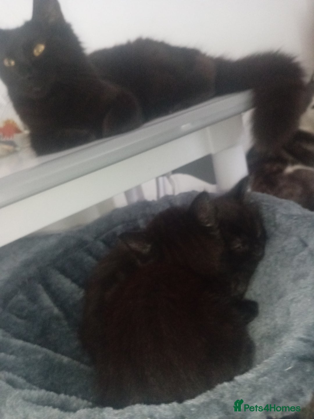 Mixed Breed cats for sale: Two long haired black kittens  - Image 3