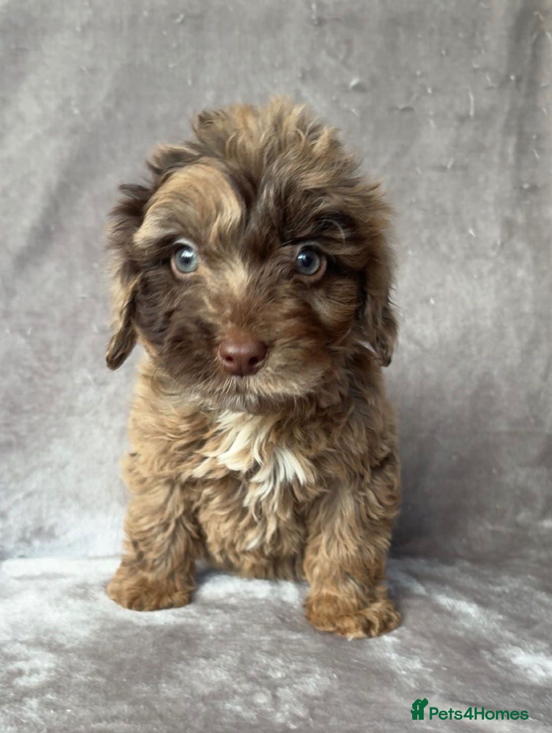 Cockapoo dogs Stunning cockapoo puppies - Advert 4