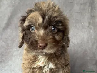 Cockapoo dogs Stunning cockapoo puppies - Advert 4