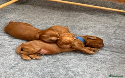 Cavapoo dogs for sale: Cavapoo pup for sale - Image 4
