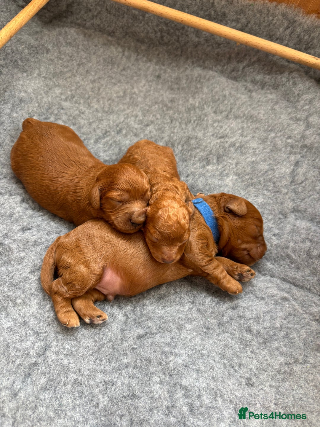 Cavapoo dogs for sale: Cavapoo pup for sale - Image 4
