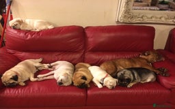 Pug dogs for sale: Platinum pug girls vaccinated Insured microchipped - Image 19