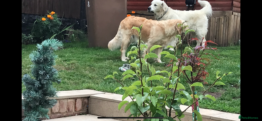 Golden Retriever dogs for sale: Gorgeous Golden retrievers Puppies for new homes - Image 5