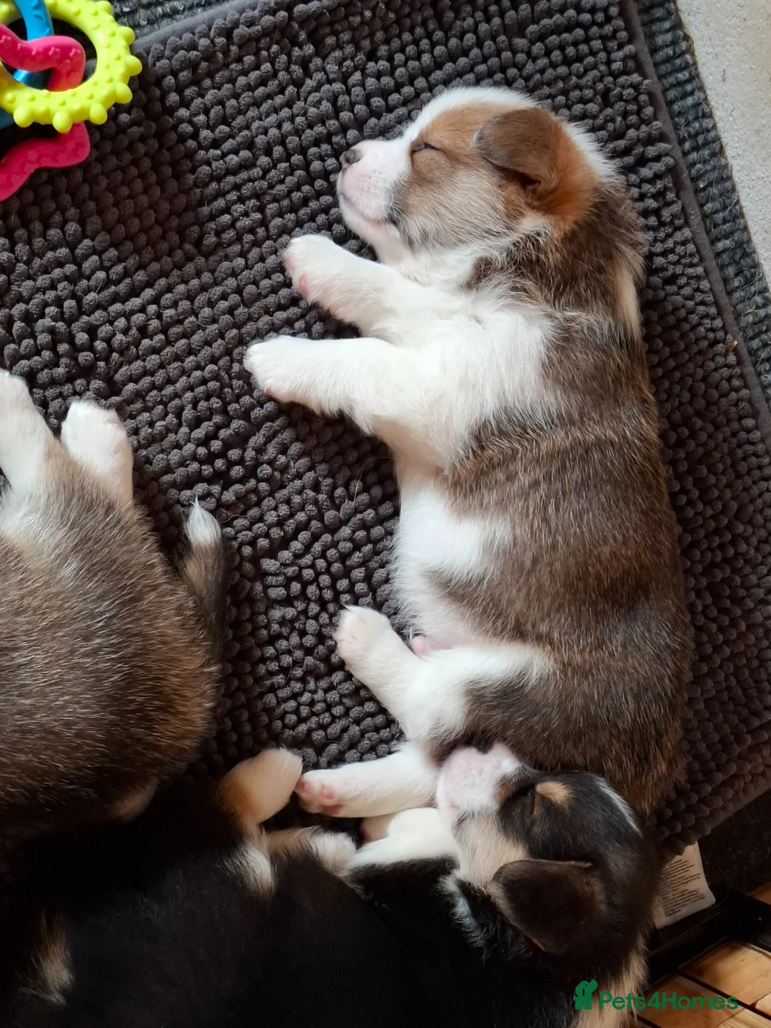 Welsh Corgi Pembroke dogs for sale: Pembrokeshire corgi pups in Haverfordwest - Advert 14