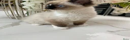 Ragdoll cats for sale: TICA registered Ragdoll Kittens Available  - Advert 16