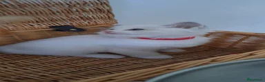 Ragdoll 5 Lucia