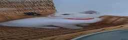 Ragdoll cats for sale: Pure breed GCCF Reg kittens - Advert 6