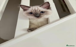 Ragdoll cats for sale: RAGDOLLS KITTENS **INC STARTER PACK & INSURANCE** - Image 10