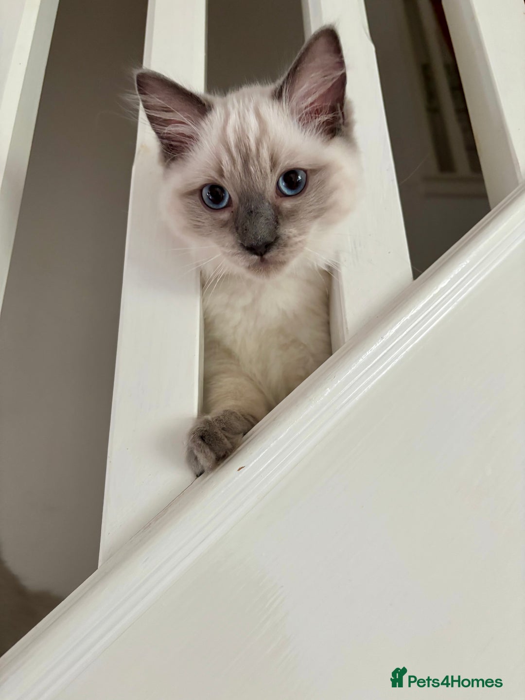 Ragdoll cats for sale: RAGDOLLS KITTENS **INC STARTER PACK & INSURANCE** - Image 10