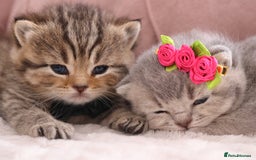 British Shorthair cats for sale: 🎄 British Shorthair - Ready 21 December - Image 5