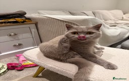 British Shorthair cats for sale: Rare lilac female British shorthair female 3 years - Image 8