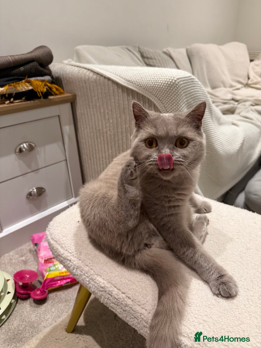 British Shorthair cats for sale: Rare lilac female British shorthair female 3 years - Image 8