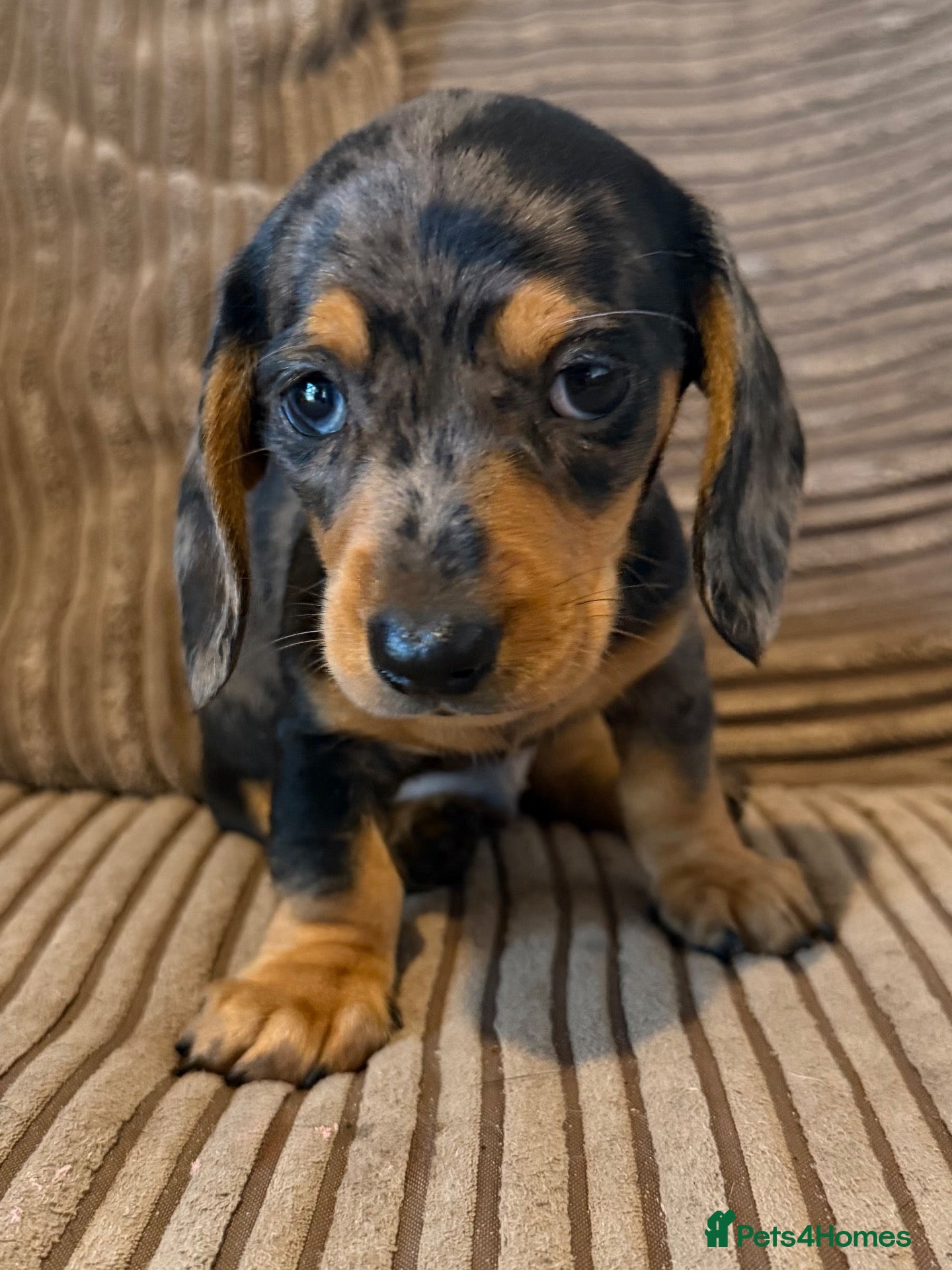 Miniature Dachshund dogs Mini dachshund males  - Advert 17