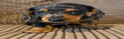 Miniature Dachshund dogs for sale: Mini dachshund males  - Advert 4