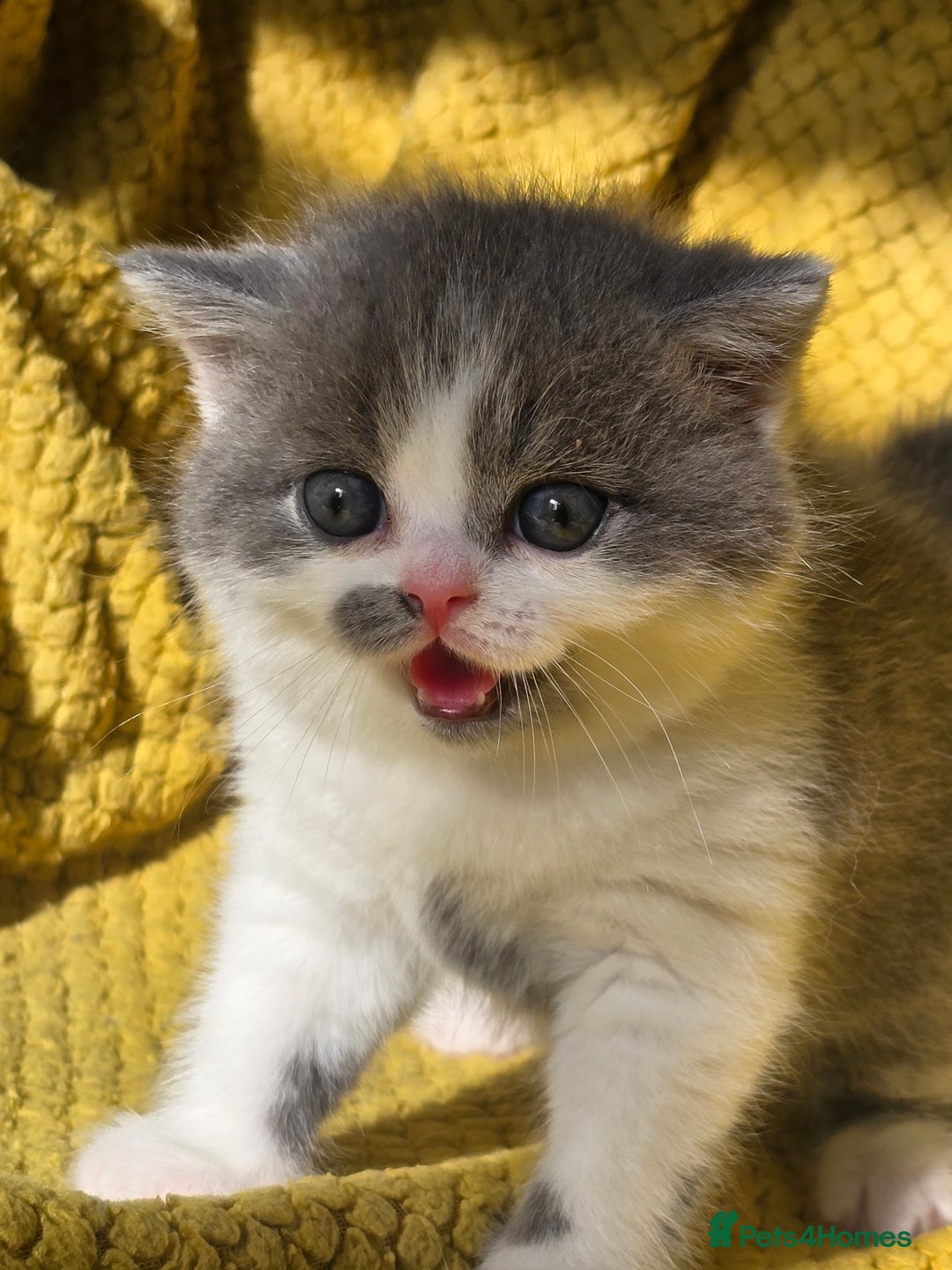 British Shorthair cats for sale: ONE GIRL LEFT GCCF reg BSH kittens - Image 9