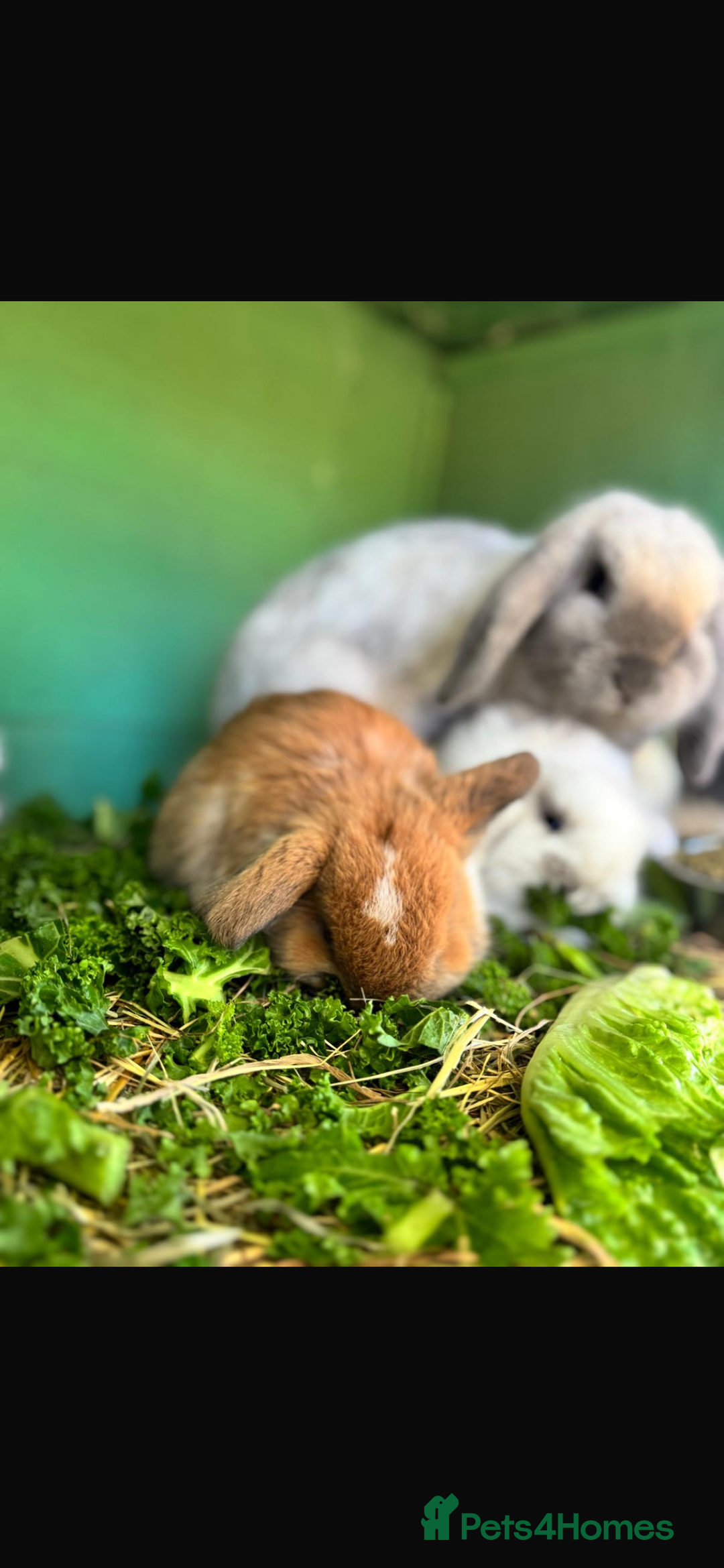 Mini Lop rabbits for sale: Mini lop - Advert 1