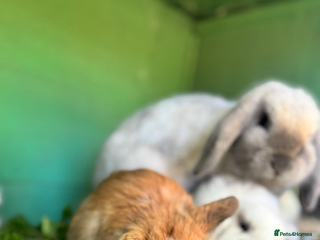 Mini Lop rabbits Mini lop - Advert 1