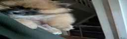 Pomeranian dogs for sale: Beautiful Pomeranian Puppies Ready Now in Nottingham - Advert 17