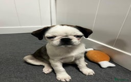 Pug dogs for sale: Full panda pugs - Image 9