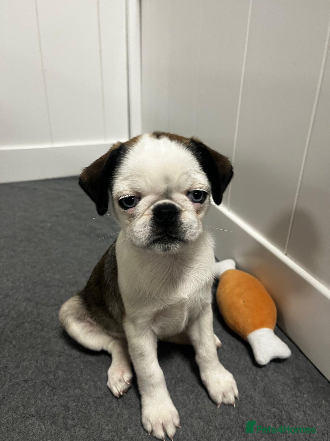 Pug dogs for sale: Full panda pugs - Image 9
