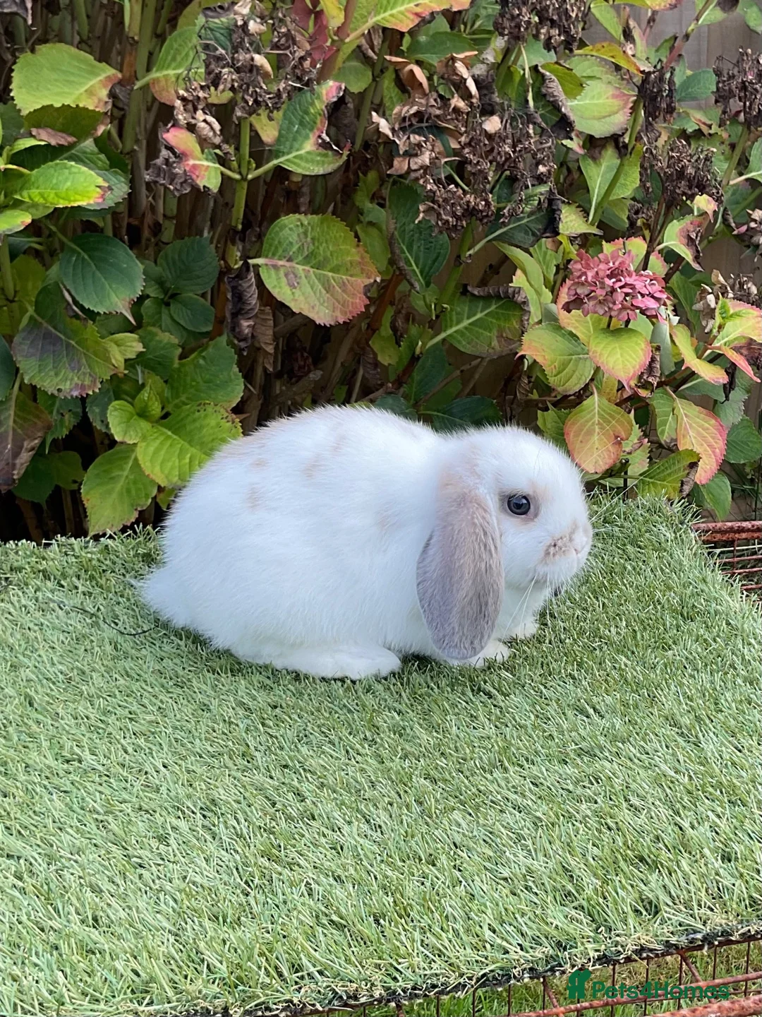 Mini Lop rabbits for sale: Pure bred mini lop . - Advert 6