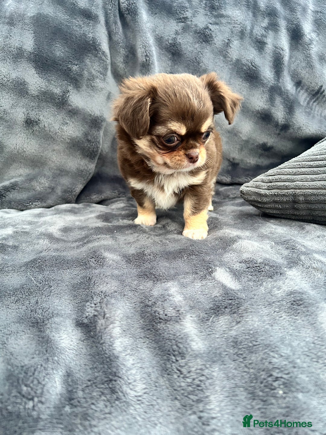 Chihuahua dogs for sale: Kc long haired female - Advert 6