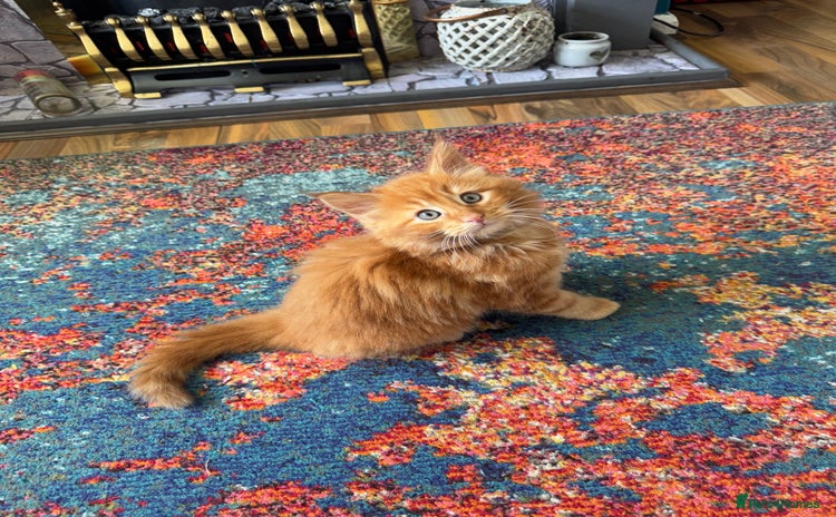 Maine Coon cats - Advert 11
