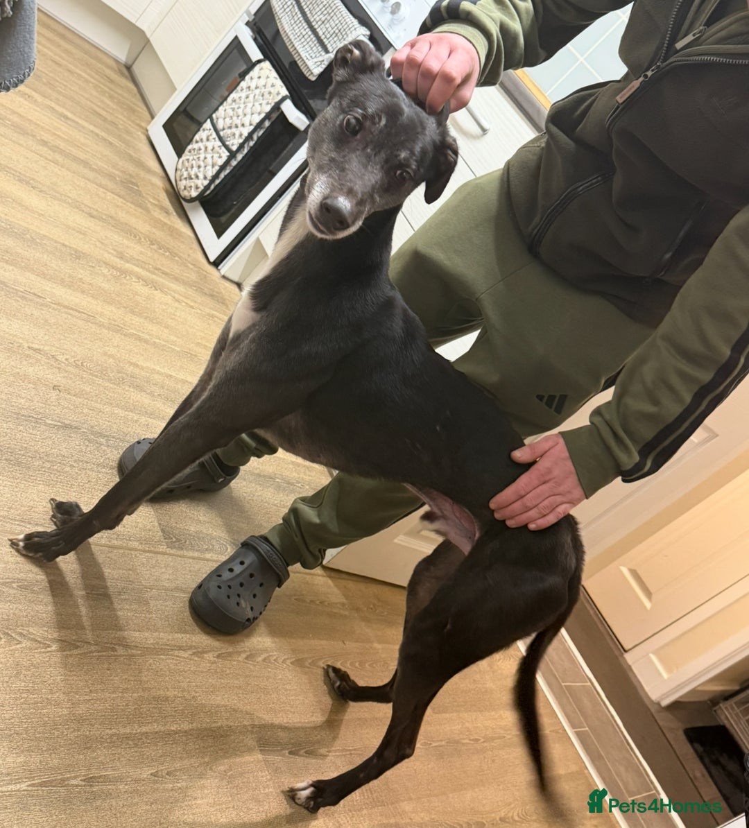 Lurcher dogs for sale: 5 year old lurcher  - Image 2