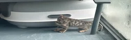 Bengal cats for sale: Pure bengal kittens - Advert 3