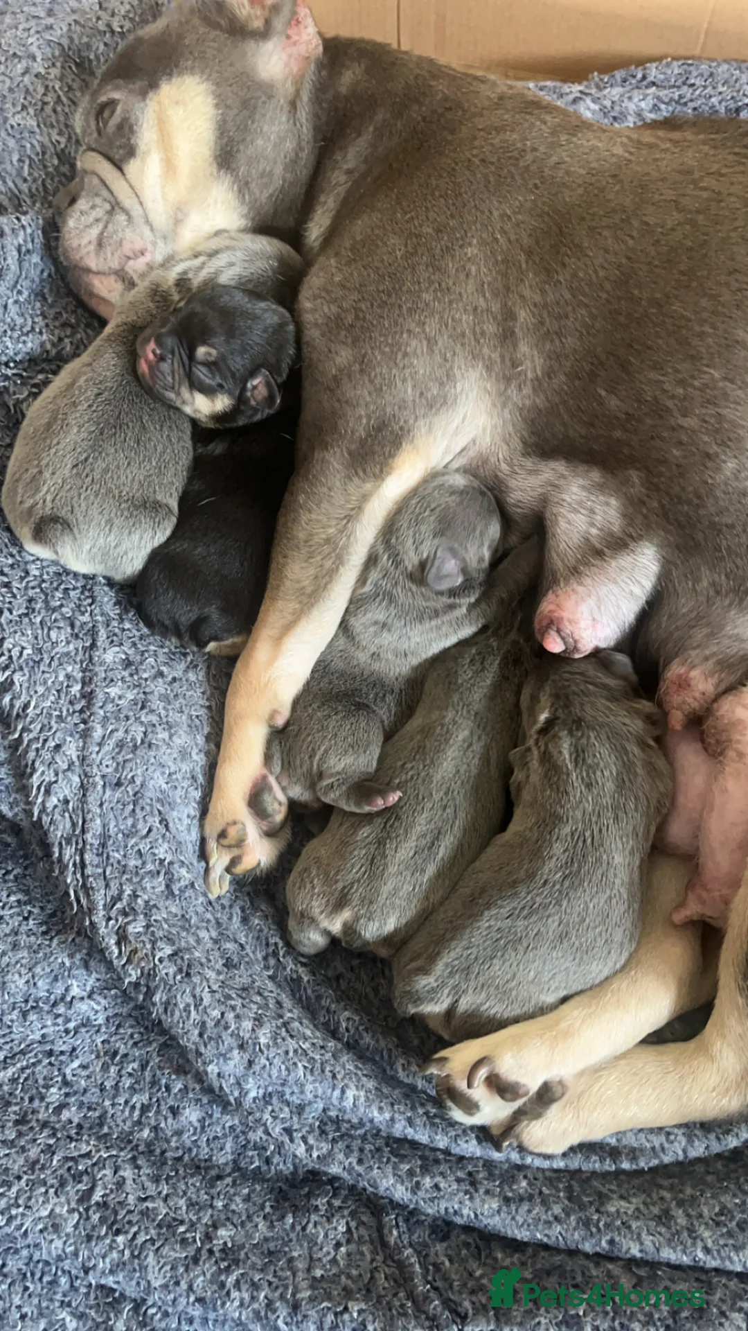 French Bulldog dogs for sale: French Bulldog Puppies Pedigree Stunning Colours⭐️ - Advert 1