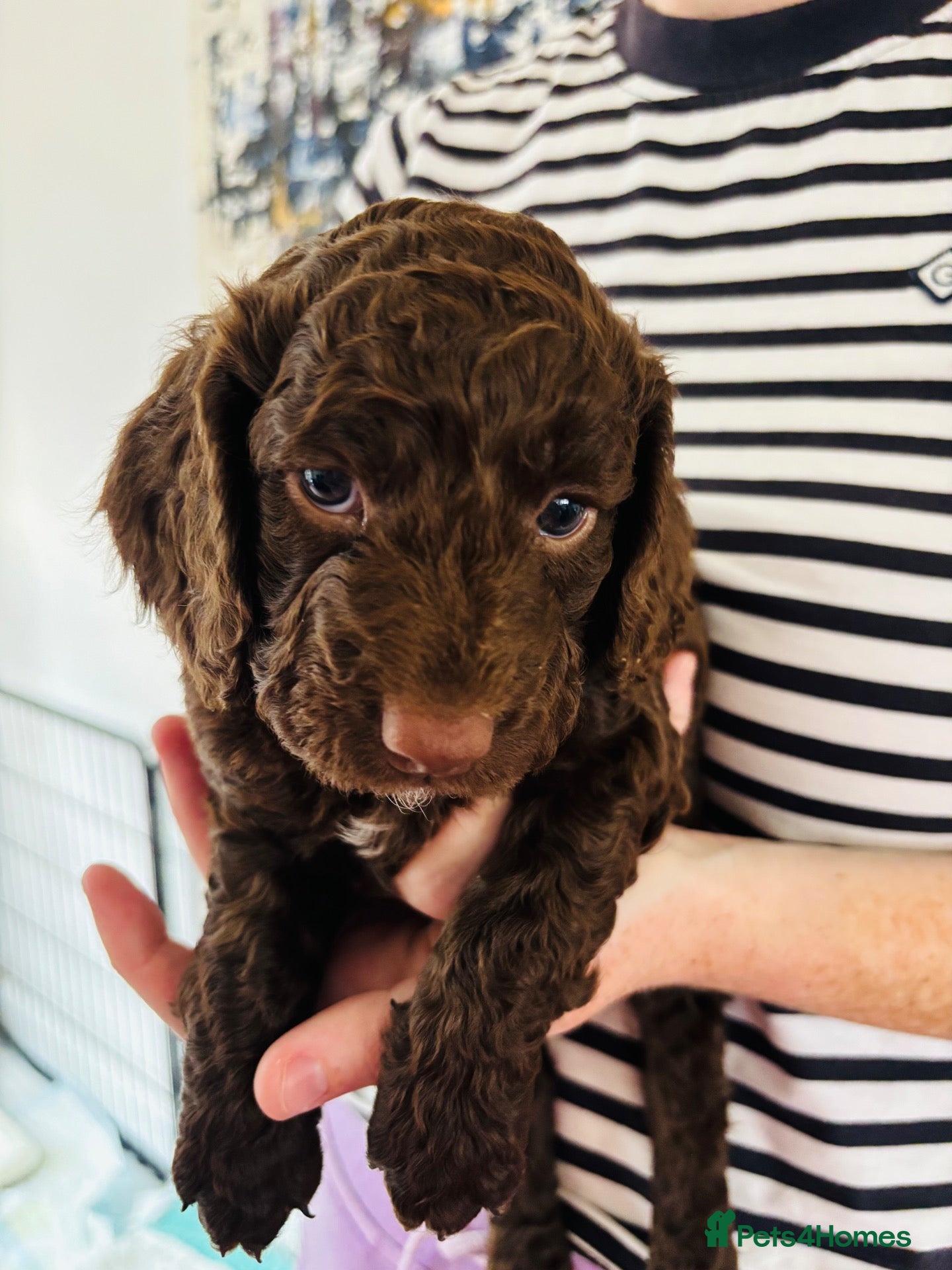 Cockapoo dogs  2 Beautiful Cockapoo Boys – Family Raised - Advert 2