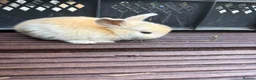 Mixed Breed rabbits for sale: English Spot cross Mini Lops in Ebbw Vale - Advert 5