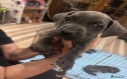 Cane Corso dogs for sale: Pure Pedigree Cane Corso Puppies - Image 7