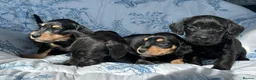 Dachshund dogs for sale: F1 SCHNOXIE EXTENSIVELY HEALTH TESTED PARENTS    - Advert 1