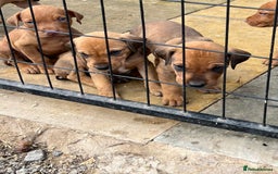 Dobermann dogs for sale: Doberman puppies for sale - Image 12