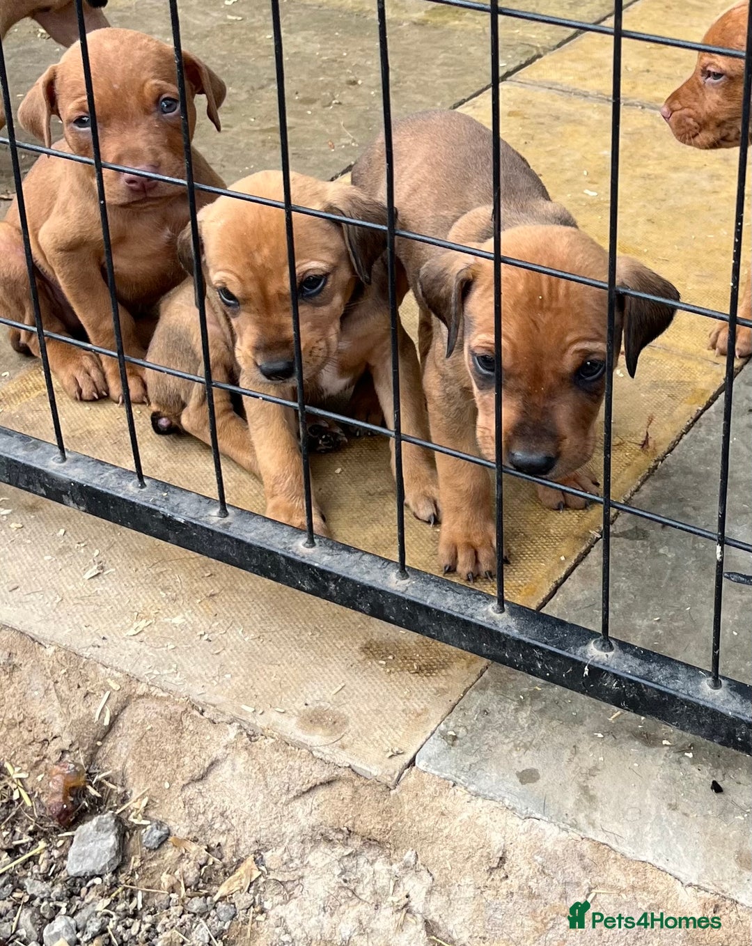 Dobermann dogs for sale: Doberman puppies for sale - Image 12