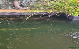 Pond Fish fish for sale: Large stergeon - Image 1