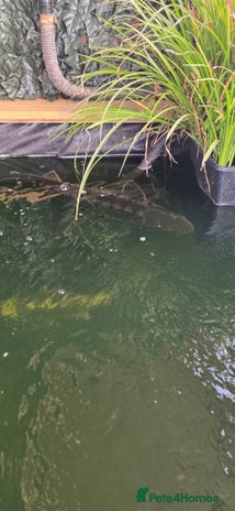 Pond Fish fish - Advert 2