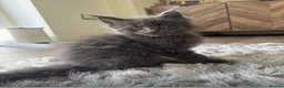 Maine Coon cats for sale: Maine Coon. TICA male - Advert 5