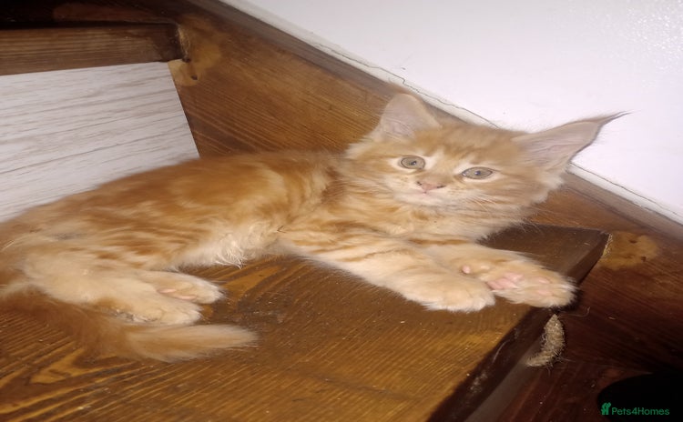 Maine Coon cats - Advert 13