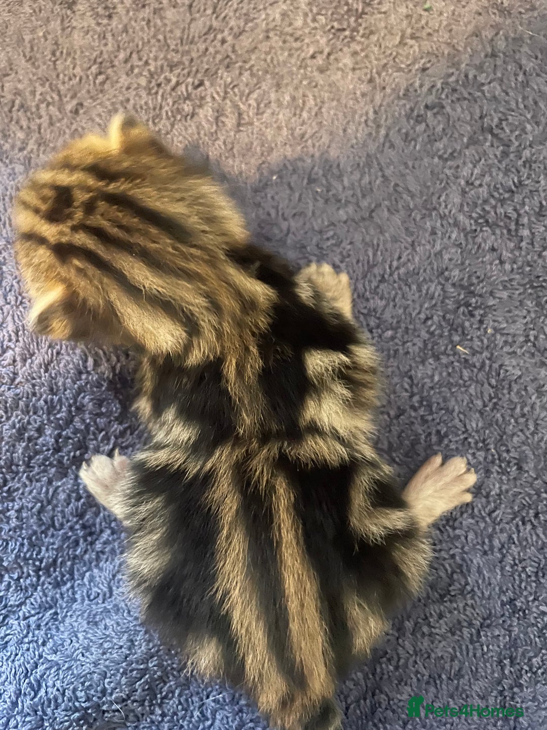 Bengal cats for sale: 9 BENGAL RAGDOLL X KITTENS - Image 20