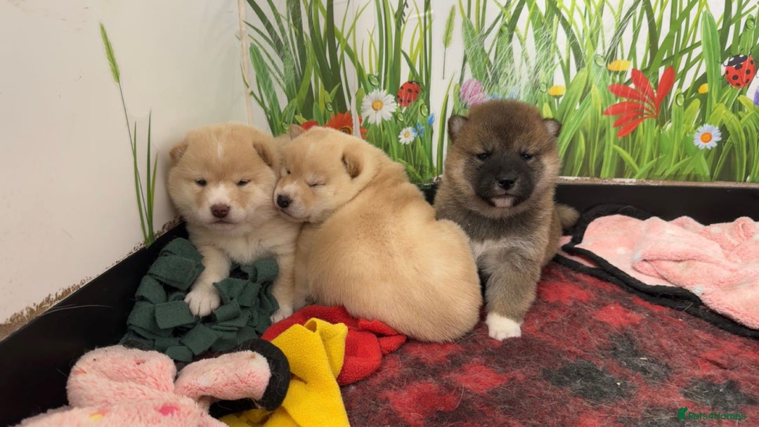 Japanese Shiba Inu dogs for sale: Outstanding quality two girls available. - Advert 5