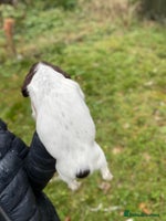 English Springer Spaniel dogs - Advert 10