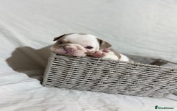 English Bulldog dogs for sale: Mr muscles pup 7 weeks old ready to go 28th  - Image 9