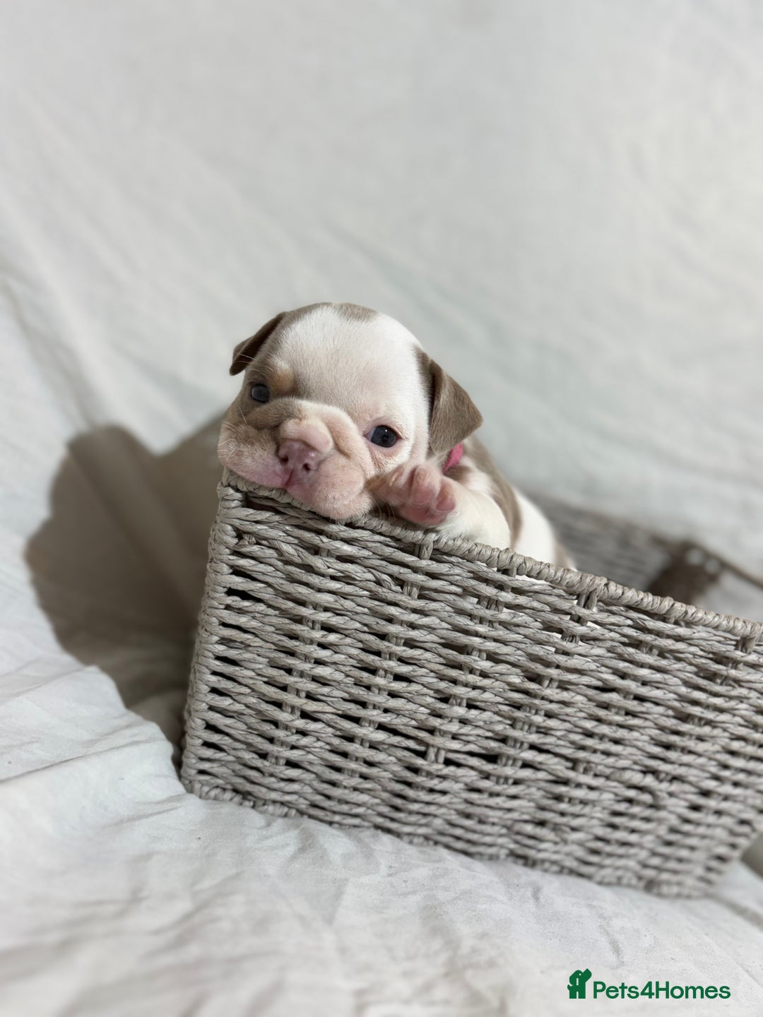 English Bulldog dogs for sale: Mr muscles pup 7 weeks old ready to go 28th  - Image 9